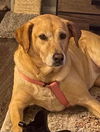 adoptable Dog in  named LADYBIRD