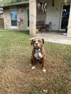 adoptable Dog in  named CHUCK