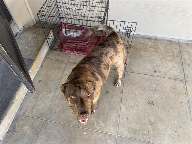 adoptable Dog in San Antonio, TX named TIGER