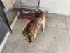 adoptable Dog in  named TIGER