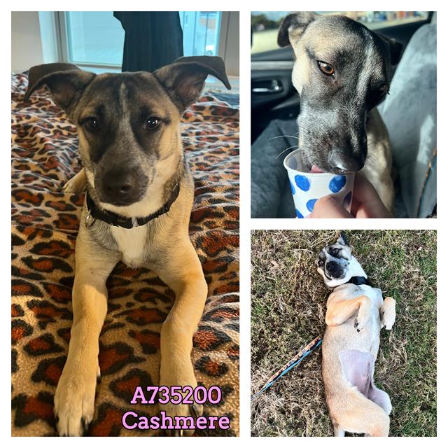 adoptable Dog in San Antonio, TX named CASHMERE