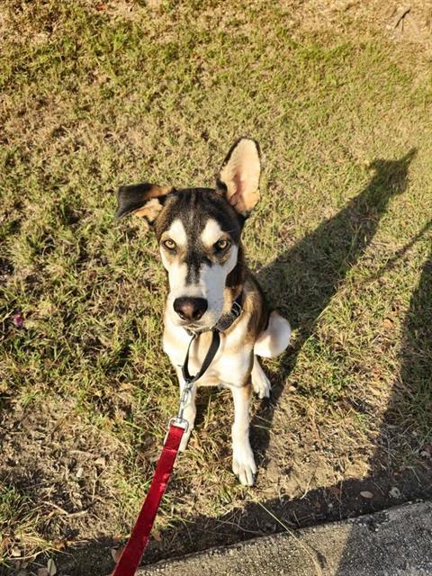 adoptable Dog in San Antonio, TX named STEWIE
