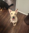 adoptable Dog in san antonio, TX named A736339