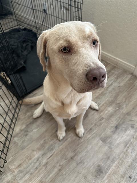 adoptable Dog in San Antonio, TX named INO
