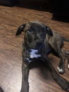 adoptable Dog in  named KIERA