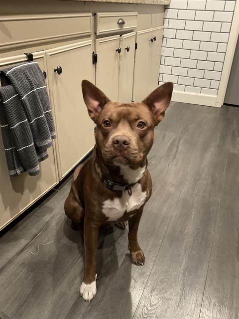 adoptable Dog in San Antonio, TX named CARMELLO