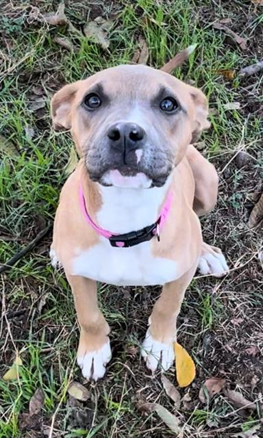 adoptable Dog in San Antonio, TX named PEANUT