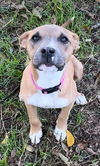adoptable Dog in  named PEANUT