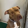 adoptable Dog in  named NIPSY
