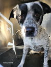 adoptable Dog in  named BUGS