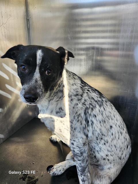adoptable Dog in San Antonio, TX named BINGO