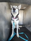 adoptable Dog in  named DAISEY
