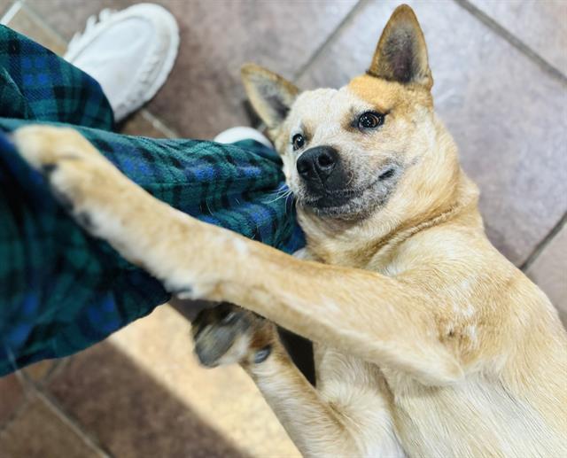 adoptable Dog in San Antonio, TX named CAL