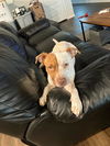 adoptable Dog in  named HARVEY
