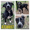 adoptable Dog in  named HUGHEY