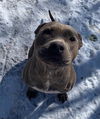 adoptable Dog in  named HAZEL