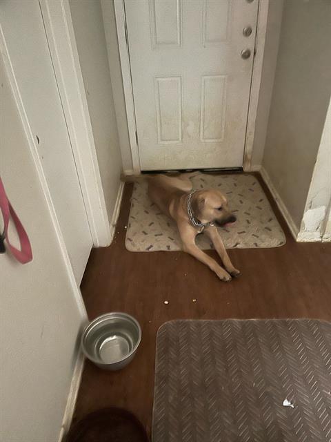 adoptable Dog in San Antonio, TX named COFFEE
