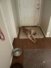 adoptable Dog in  named COFFEE
