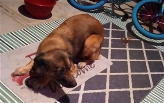 adoptable Dog in San Antonio, TX named BEE
