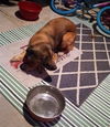 adoptable Dog in  named BUMBLE BEE
