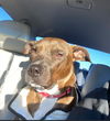adoptable Dog in  named SOCKS