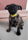 adoptable Dog in  named MATEO