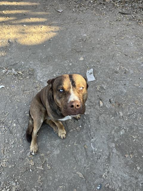 adoptable Dog in San Antonio, TX named CANELO