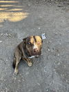 adoptable Dog in  named CANELO
