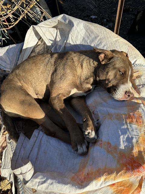 adoptable Dog in San Antonio, TX named LUNA