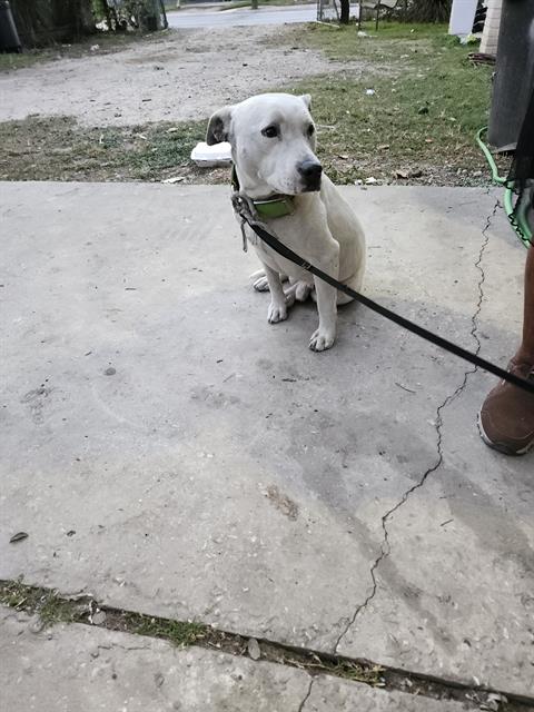 adoptable Dog in San Antonio, TX named KILO