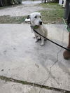 adoptable Dog in  named KILO