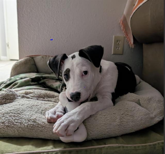 adoptable Dog in San Antonio, TX named MANNY