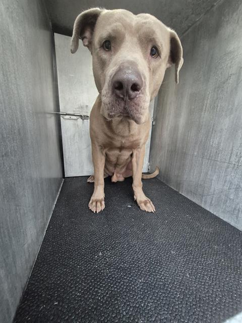 adoptable Dog in San Antonio, TX named ARAMIS