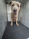 adoptable Dog in  named ARAMIS