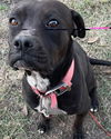 adoptable Dog in  named ODIE