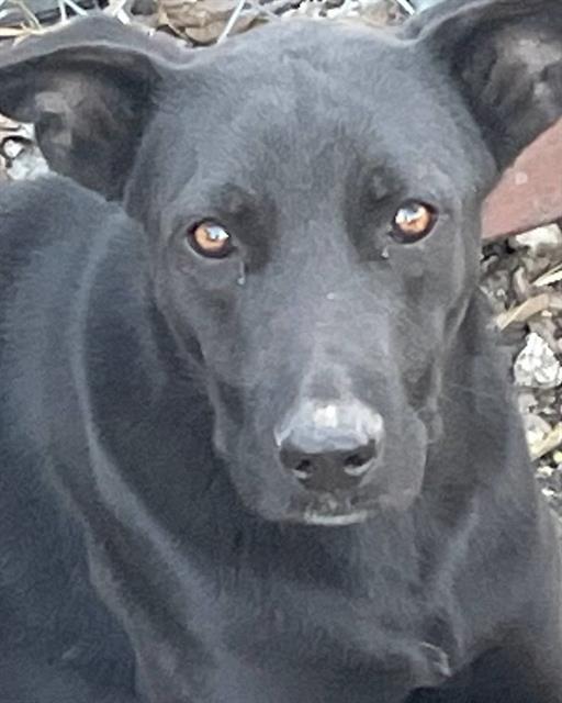adoptable Dog in San Antonio, TX named BLACKIE