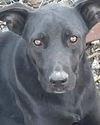 adoptable Dog in  named BLACKIE