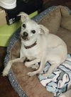 adoptable Dog in  named POWDER