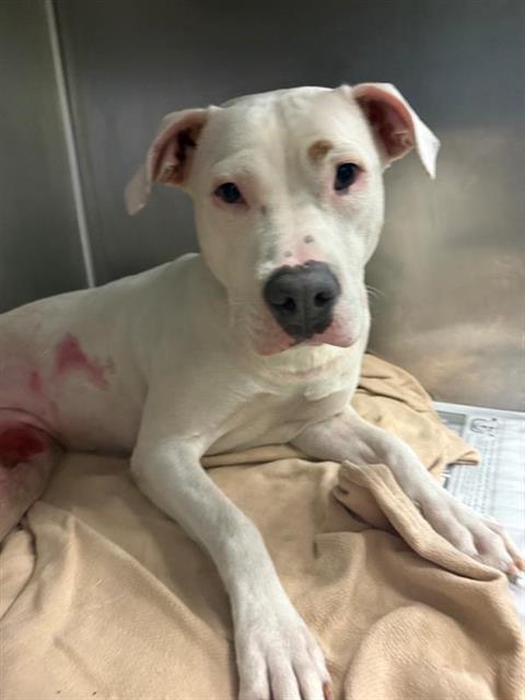 adoptable Dog in San Antonio, TX named LEILA