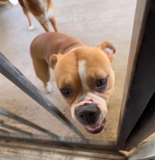 adoptable Dog in San Antonio, TX named IRIS