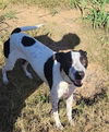 adoptable Dog in  named MOONA