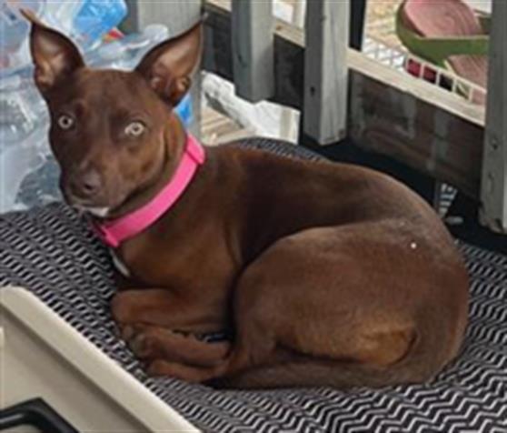 adoptable Dog in San Antonio, TX named INDY