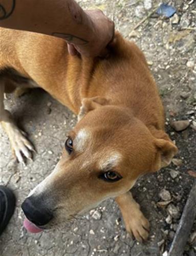 adoptable Dog in San Antonio, TX named BOBA