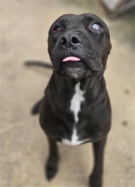 adoptable Dog in San Antonio, TX named POPS