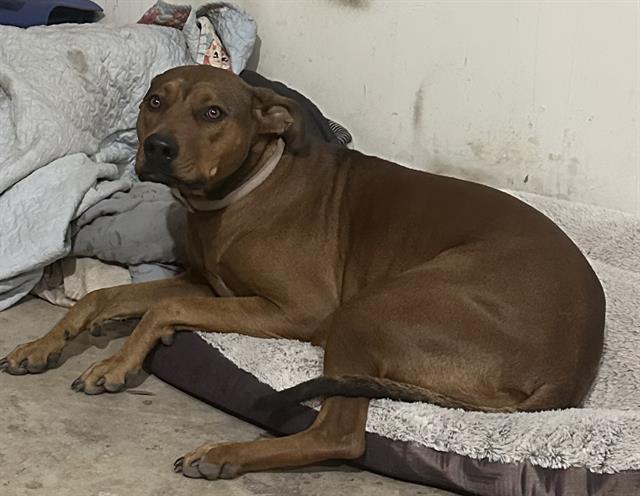 adoptable Dog in San Antonio, TX named BONNIE