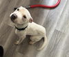 adoptable Dog in  named GHOST