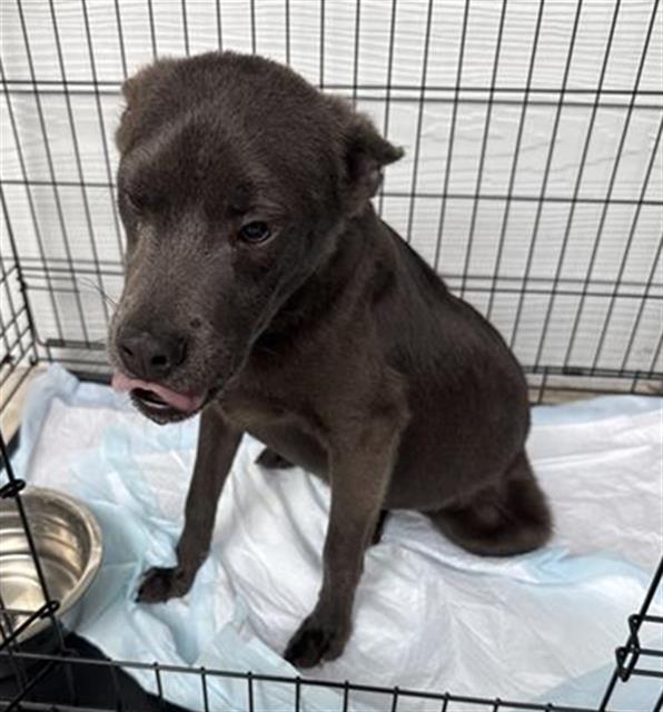 adoptable Dog in San Antonio, TX named DUMBLEDORE