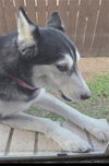 adoptable Dog in  named SILVANAS