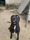 adoptable Dog in  named POPS