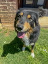 adoptable Dog in  named KING